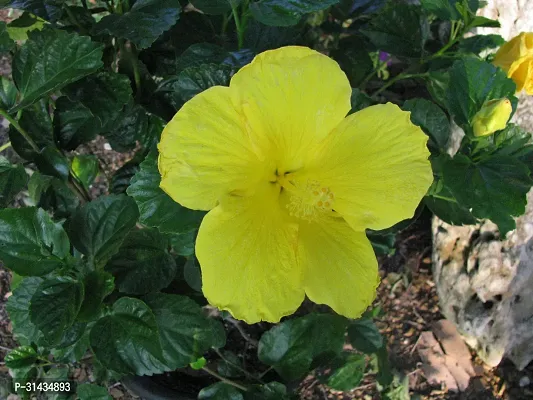 Natural Hibiscus Plant