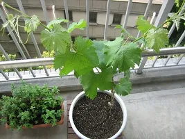 Natural Grapes Plant-thumb2