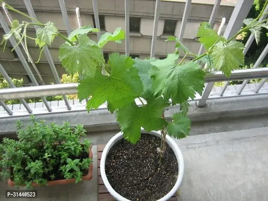 Natural Grapes Plant-thumb3