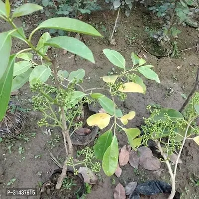 Natural Jamun Plant-thumb2