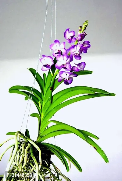 Natural Orchid Plant