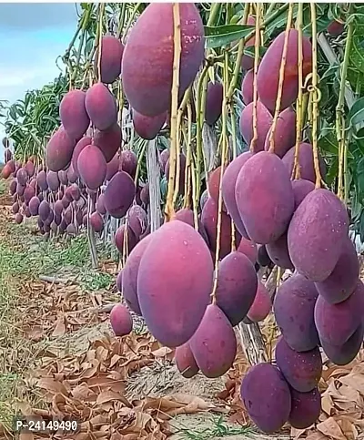 Mango Plant