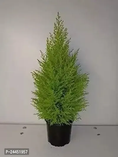 Natural Christmas Tree Plant-thumb0