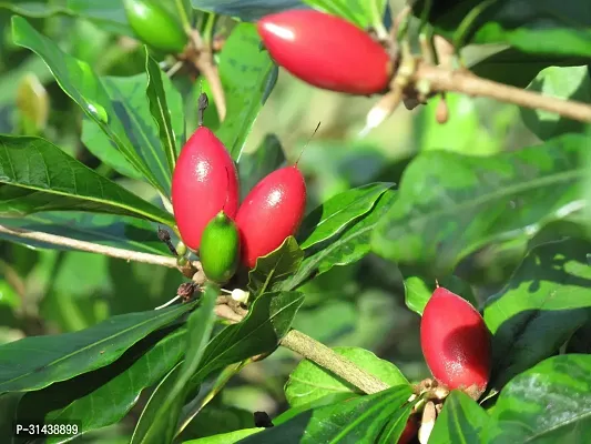 Natural Berry Plant-thumb5