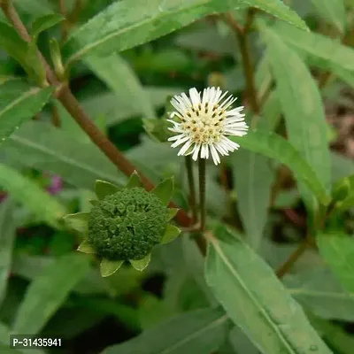 Natural Bhringraj Plant-thumb0