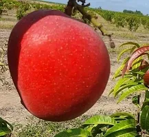 Natural Mango Plant-thumb2