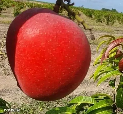 Natural Mango Plant-thumb3