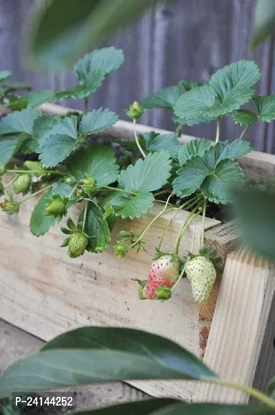 Strawberry Plant