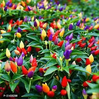 Natural Chilli Spices Plant-thumb0