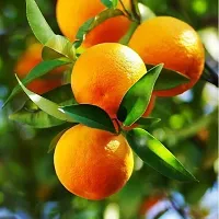 Natural Orange Plant-thumb1