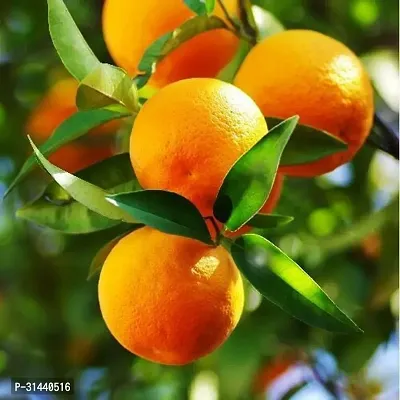 Natural Orange Plant-thumb2