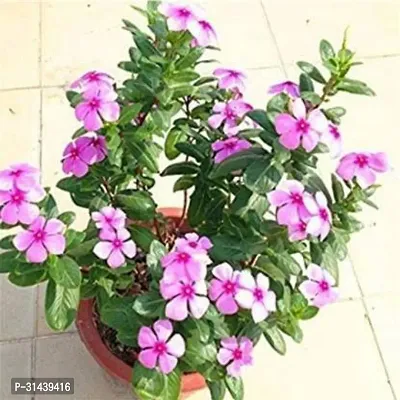 Natural Sadabahar/Periwinkle Plant