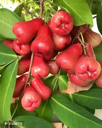 Natural Jamun Plant-thumb0