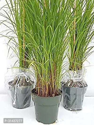 Natural Lemon Grass Plant