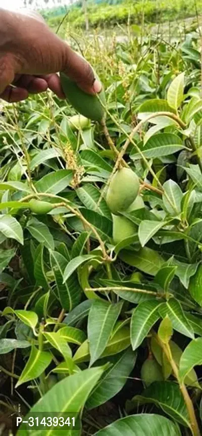 Natural Mango Plant-thumb2