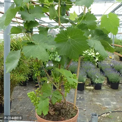 Natural Grapes Plant With Pot