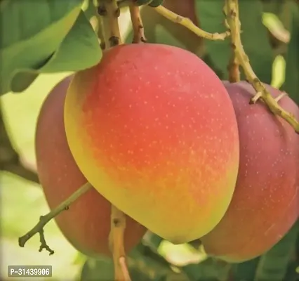 Natural Mango Plant-thumb0