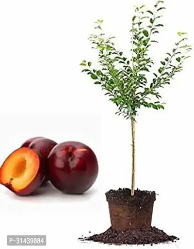 Natural Aloo Bukhara/Plum Plant-thumb0