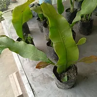 Natural Brahma Kamal Plant-thumb2