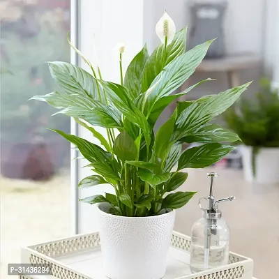 Natural Peace Lily Plant-thumb0