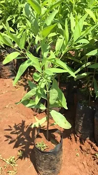 Natural White Sandalwood Plant-thumb1