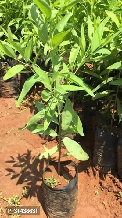 Natural White Sandalwood Plant-thumb2