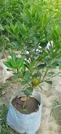 Natural Sweet Lemon Plant-thumb1