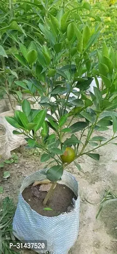 Natural Sweet Lemon Plant-thumb2