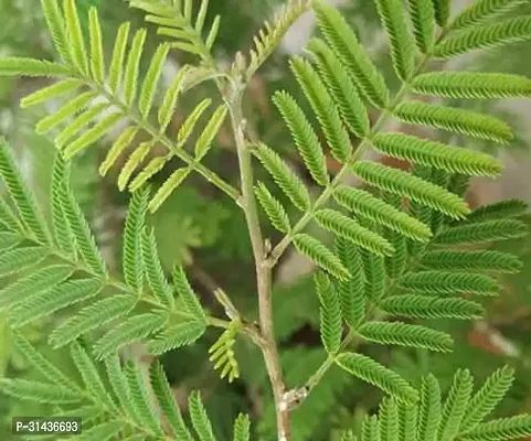 Natural Shami/Jand Plant-thumb0