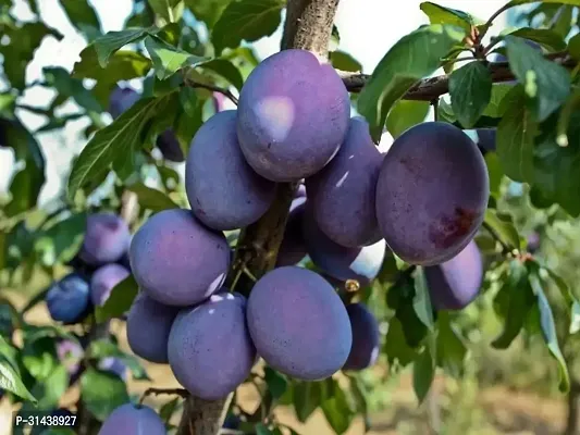 Natural Aloo Bukhara/Plum Plant-thumb0