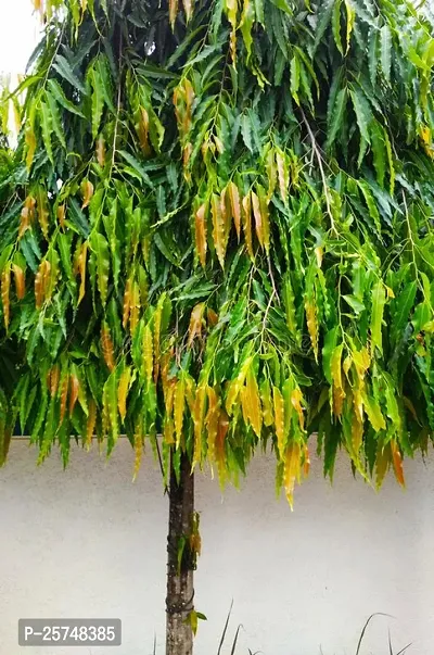 Ashok Plant
