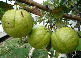 Natural Guava Plant-thumb2