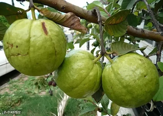 Natural Guava Plant-thumb3