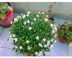 Natural Chandini Flowering Plant-thumb1