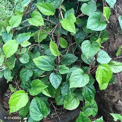 Natural Betel Leaf Plant-thumb0