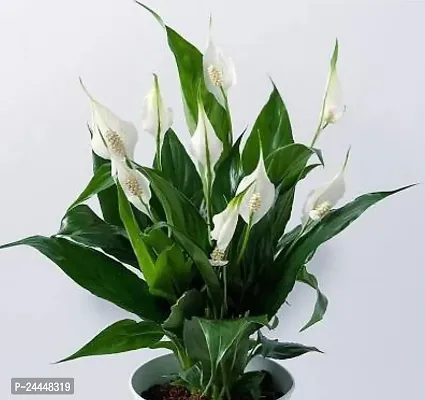 Natural Peace Lily Plant-thumb0