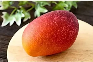 Natural Mango Plant-thumb1