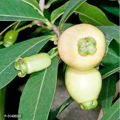 Natural Jamun Plant-thumb2