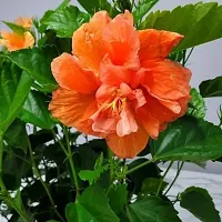 Natural Hibiscus Plant With Pot-thumb1