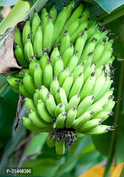 Natural Banana Plant-thumb3