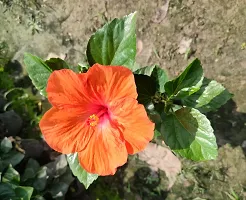 Hibiscus Plant-thumb2