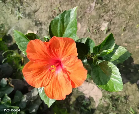 Hibiscus Plant-thumb3