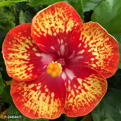 Natural Hibiscus Plant-thumb3