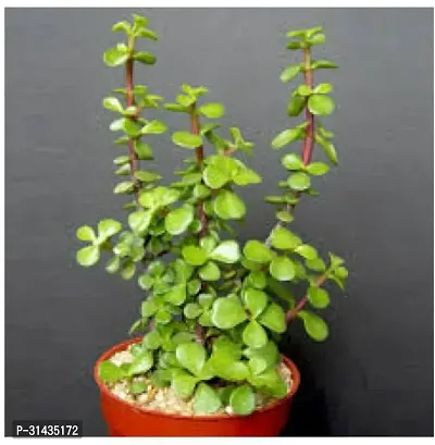 Natural Crassula Plant-thumb0