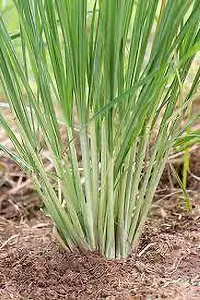 Natural Lemon Grass Plant-thumb2