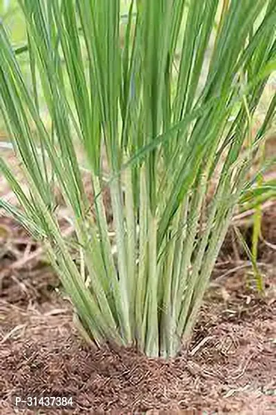 Natural Lemon Grass Plant-thumb3