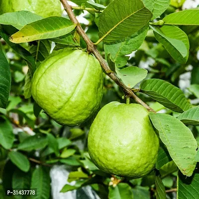 Natural Guava Plant-thumb0