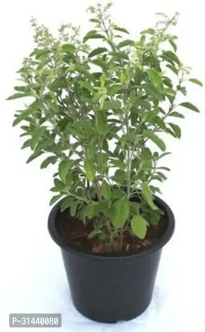 Natural Tulsi Plant-thumb0