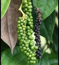 Natural Black Pepper Plant-thumb2