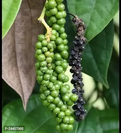 Natural Black Pepper Plant-thumb3